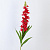 Примула 20 цветков 110 см 1 шт красная